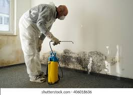 Professional Mold Removal Services in Napavine, WA